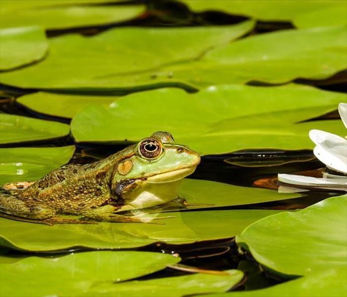 frog on lilly pad